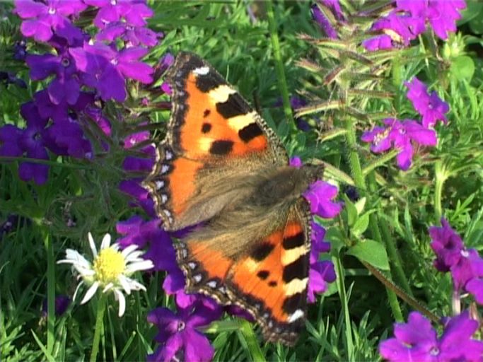 Kleiner Fuchs ( Aglais urticae ), auf Verbenen : Moers, in unserem Garten, 01.08.2003